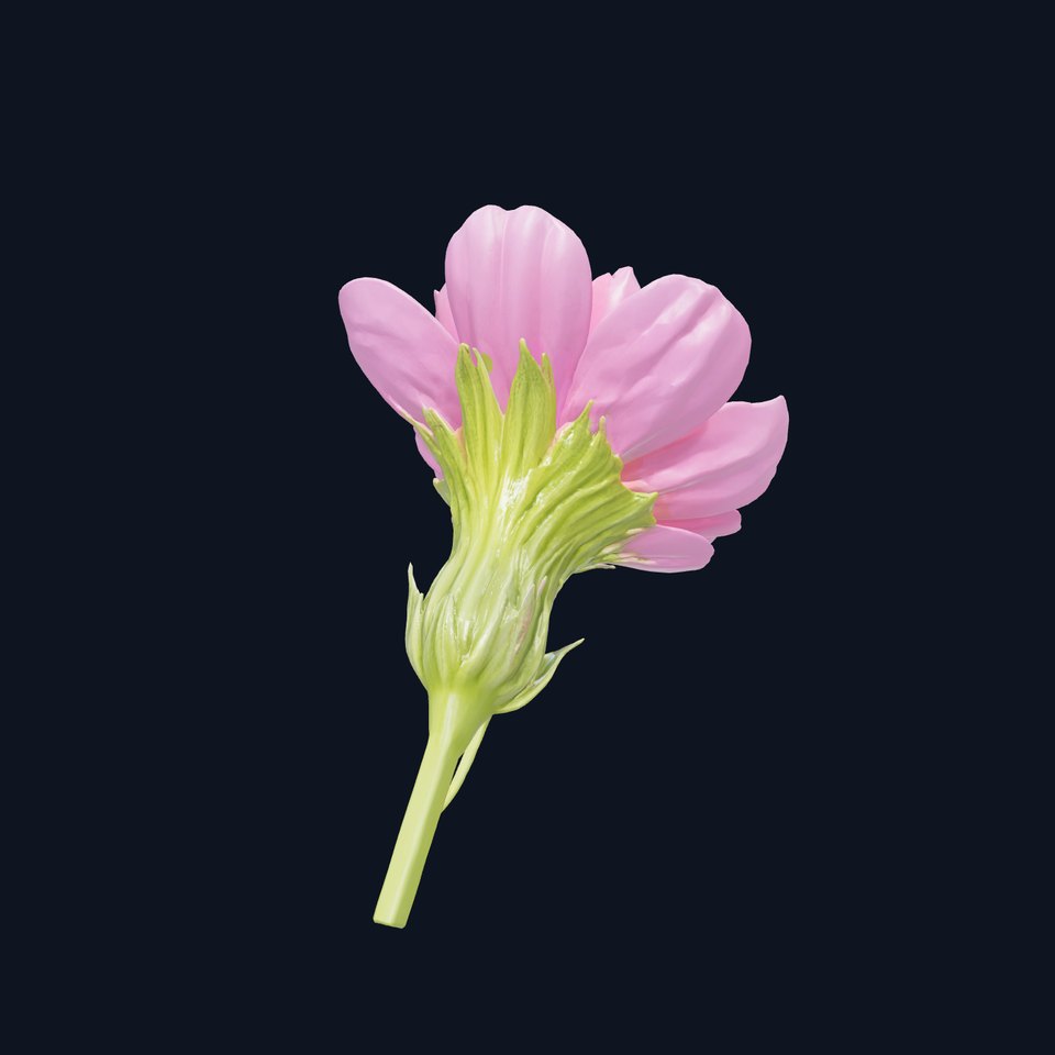 Pink Cornflower Botanical Sculpture model pack
